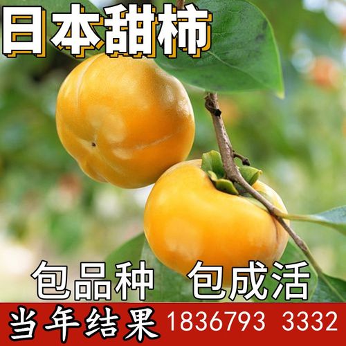 日本甜柿子树苗南北方庭院地栽大树活苗阳台盆栽嫁接果树当年结果