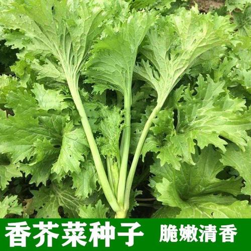 香芥菜种子 香菜小青菜籽香叶芥菜子春夏秋四季农家田园 蔬菜种子