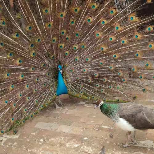 蓝孔雀活体白孔雀价格孔雀养殖常年场供应蓝白孔雀苗5年观赏孔雀