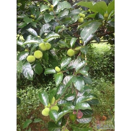 绿化苗木 红桂木 红桂木树苗 大叶胭脂木 胭脂树