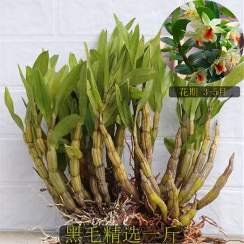 黑毛石斛 翅鄂翅萼石斛丛苗 盆栽盆景观赏花卉 浓香型石斛花 黑毛精选
