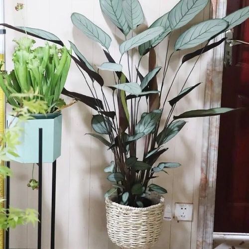 怀旧式老飞羽银羽竹芋青苹果竹芋北欧风绿植盆栽四季常青吸甲醛【3月