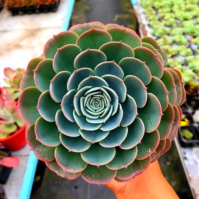 玉蝶老桩大颗多肉群手捧花易爆崽大群状态仙超美多肉植物品相周正