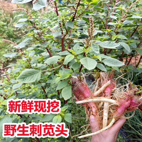 刺苋根红菜头新鲜现挖野生带刺红刺苋广东假苋菜猪母菜勒苋头包邮
