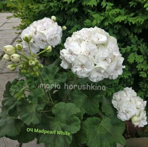 天竺葵新品 白珍珠 大花球直立品种阳台花卉盆栽绣球海棠四季开花
