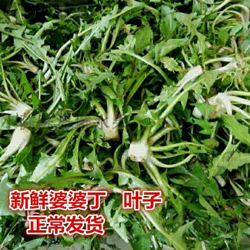 东北新鲜蒲公英野生苦菜 苦苔苦碟子婆婆丁冬天新鲜菜丹东特产