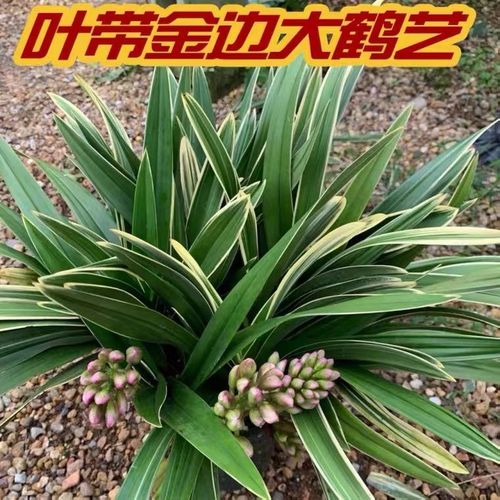 原盆发货 大中国龙 宽叶金边鹤艺大花蕙兰盆栽室内绿植花卉植物