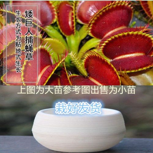草室内花卉客厅食虫绿植 【进口培育】矮巨人 自吸水懒人盆【中苗】