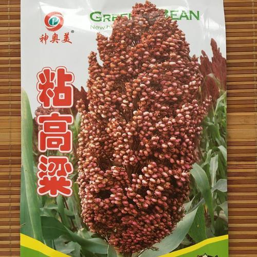东北粘高粱种籽粘糯高粱种子杂交高粱矮生抗旱高产酿酒高粱籽甜孑