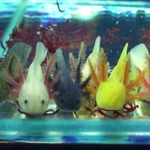 顺丰金鱼活体六角恐龙鱼淡水冷水鱼缸观赏鱼蝾螈霸王鱼龙鱼 六角4-7