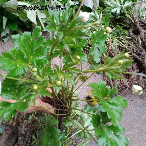 贵州毕节野生新鲜虎掌草500g下单白花舌头草见风黄五倍叶一斤