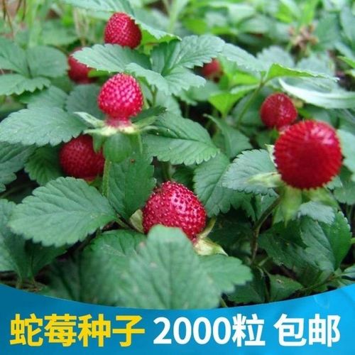 蛇莓种子包邮草坪庭院盆栽观赏种子包邮花籽室内外种植