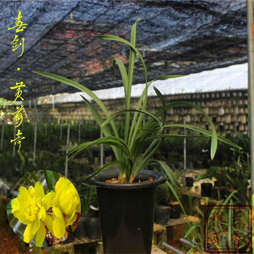 店长推荐浓香春剑 黄荷奇 兰花苗春冬带花苞书房庭院花卉盆栽包邮