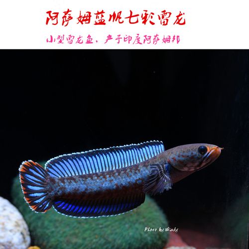 奶茶雷龙鱼阿萨姆蓝帆七彩雷龙鱼小型观赏肉食鱼宠物水族活体现货