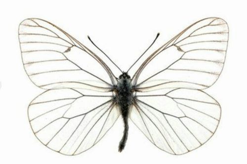 a1品质 未展翅 绢粉蝶 aporia crataegi 原蝶真蝴蝶标本