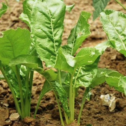 根达菜种子散装批发牛皮菜莙荙菜君达菜种籽耐热耐寒四季播蔬菜孑