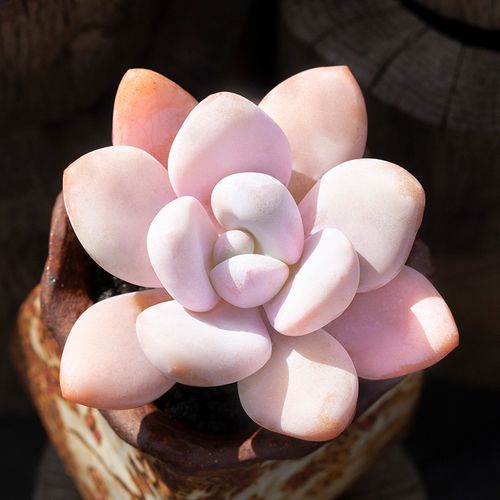 雪桃多肉植物室内阳台多肉小盆栽超萌肉肉老桩绿植进口贵货花陌派