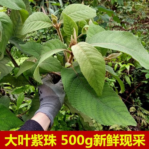 生新鲜大叶紫珠野紫珠草500g现采枝叶大风叶 赶风紫 红大曰假大艾