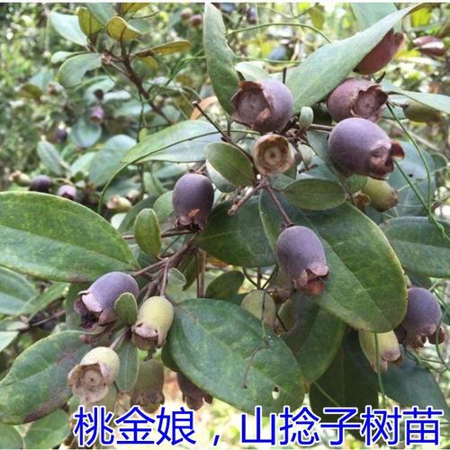 桃金娘苗 山念子苗 南北方盆栽果树 当年结果 野果岗捻子灌木