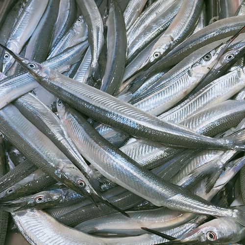 莱州湾海捕野生 针良鱼 鲜活新鲜马步鱼古董鱼 针良鱼针亮鱼 海鱼