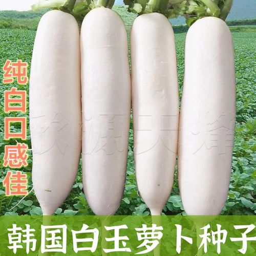 进口韩国白玉萝卜种子四季水果萝卜种子家庭盆栽抗热耐寒蔬菜种籽【5