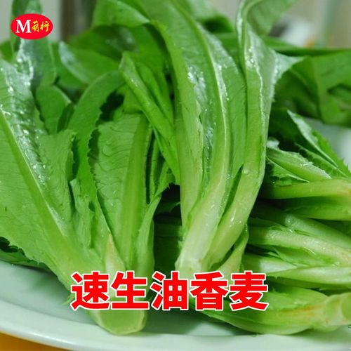 速生油香麦种子油麦菜种籽庭院阳台盆栽春秋四季农家菜园蔬菜种孑