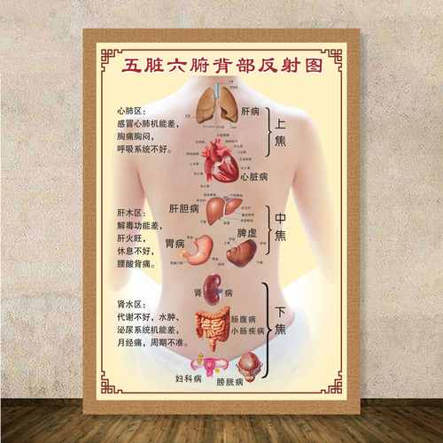五脏六腑艾灸图解人体背部经络穴位图大挂图全身中医美容院墙贴