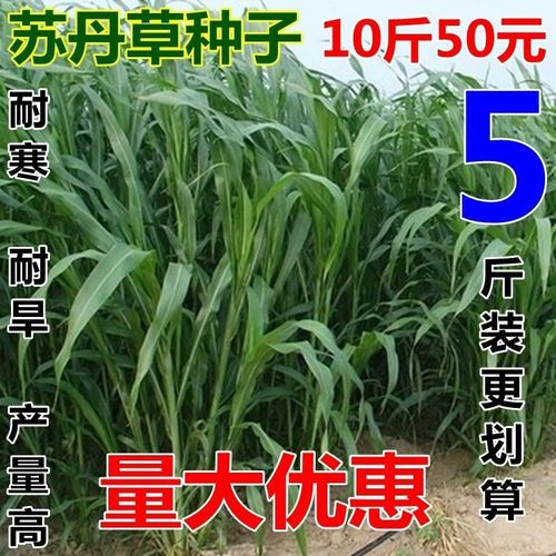 进口牧草苏丹草种籽鱼草种子喂鱼猪牛羊鸡鸭鹅四季高产草籽高丹草