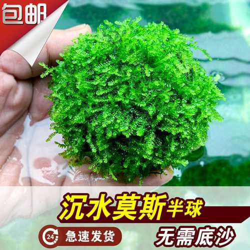鱼缸懒人莫斯造景前景种子大三角美凤尾垂泪水草沉水莫丝半球阴性