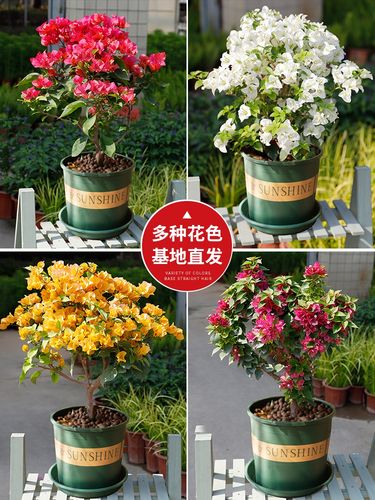 花卉四季植物植活老爬藤庭院养盆栽室外开花好梅多色易.绿桩三角