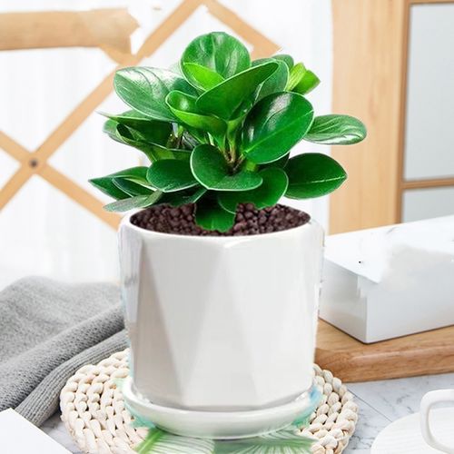 豆瓣绿多肉植物盆栽绿萝室内客厅桌面绿植碧玉好养水培植物花卉