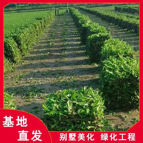 大叶油草皮真草马尼拉草庭院绿化矮化免修剪草坪四季常青耐寒耐阴