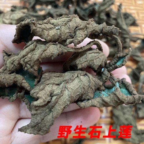 野生石上莲干药材 广西大叶石上莲500g大花石上莲泡水煮茶软干草