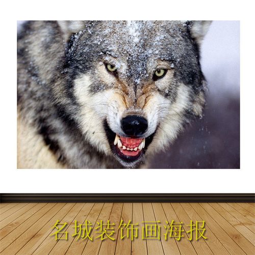 孤狼雪狼凶狠的狼贴画海报狼的精神办公室挂画动物世界狗狗画y40