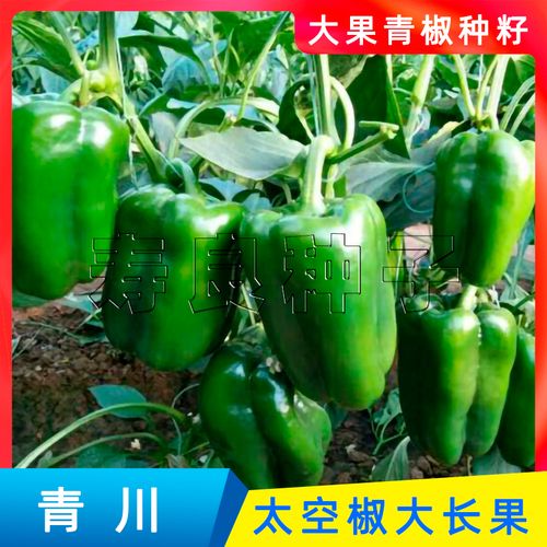 太空椒种籽彩青长方甜辣大盆栽农四季高产杂交荷兰进口蔬菜瓜果子