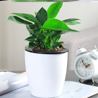 盆栽招财植物大叶金钻室内花盆景客厅花卉好养懒人