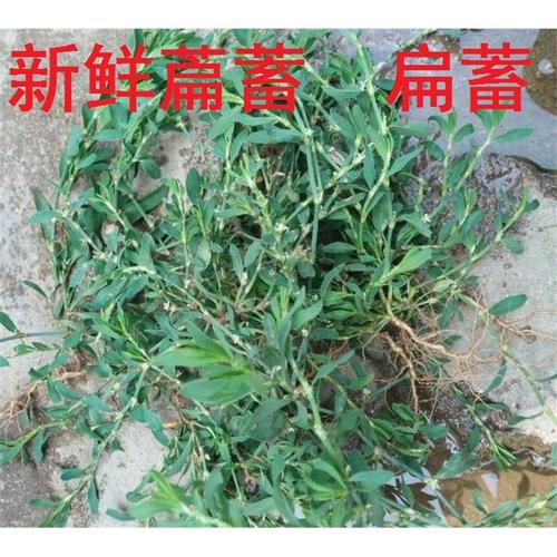 新鲜萹蓄 扁蓄 鸟蓼 扁竹 竹节草 猪牙草500克草蚂蚁草猪干货