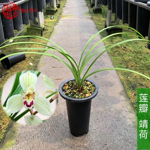 莲瓣兰靖荷兰花苗冬春季花期浓香花卉长垂叶