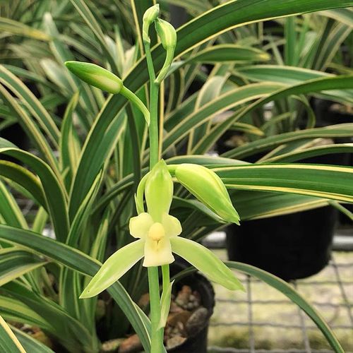 兰花苗 峨眉雪 建兰四季兰矮种花艺双全金边线艺浓香 夏季带花苞