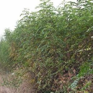 马甲子种子 马甲子树种籽 铁篱笆 铜钱树 马鞍树 棘盘子 鸟不站刺