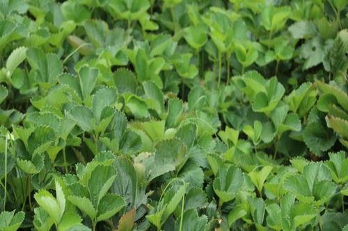 妙香7号草莓苗 1.4/棵 妙香草莓苗 地栽苗 10~20公分