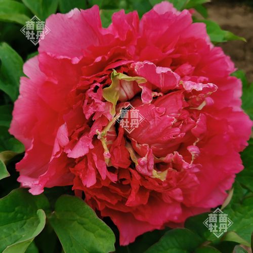 【霓虹焕彩】菏泽正宗牡丹花苗 庭院地栽木本花卉 粉红色 包对版