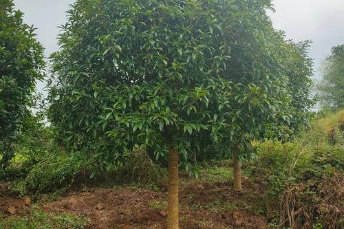 0/棵 普通桂花树 断根桂花树10--25公分出售