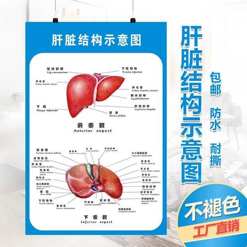 肝脏解剖示意图医院人体解剖大挂图医学海报画疾病预防展板墙贴纸