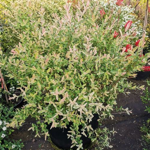 彩叶杞柳 花叶柳盆苗四季常青 耐寒耐热耐旱耐湿彩叶灌木花境植物