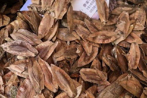 0/斤 产地现货供应杜仲种子纯新货,北方树种,抗冻耐寒,保证出芽率