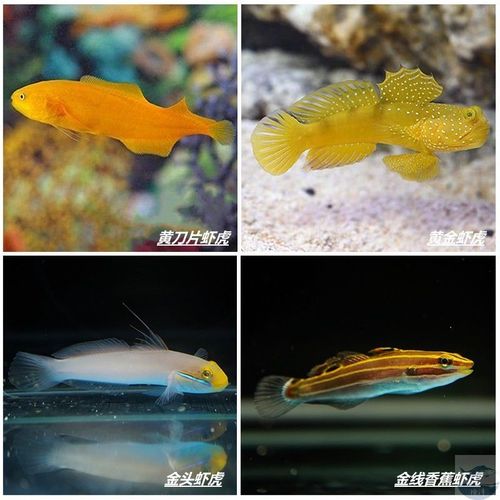 热卖黄金虾虎 黄刀片虾虎 金头虾虎 金线香蕉虾虎 活体鱼 海水鱼