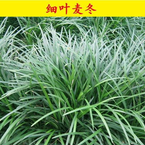 日本麦冬草苗矮麦冬草苗玉龙草四季长青耐寒耐践踏短叶麦冬草庭院