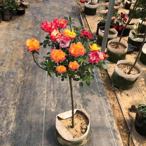 棒棒糖树桩月季花苗嫁接树状月季树桩花苗庭院植物浓香特大朵花卉室内