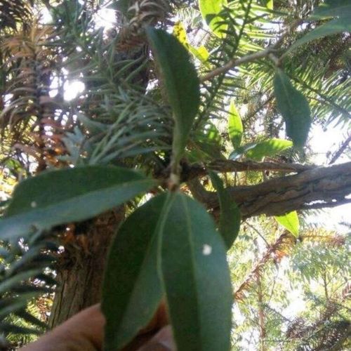 野生杉树寄生杉寄生杉木寄生深山野生的寄生茶干品500克